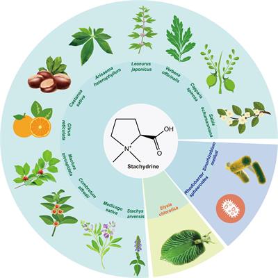 Exploring stachydrine: from natural occurrence to biological activities and metabolic pathways